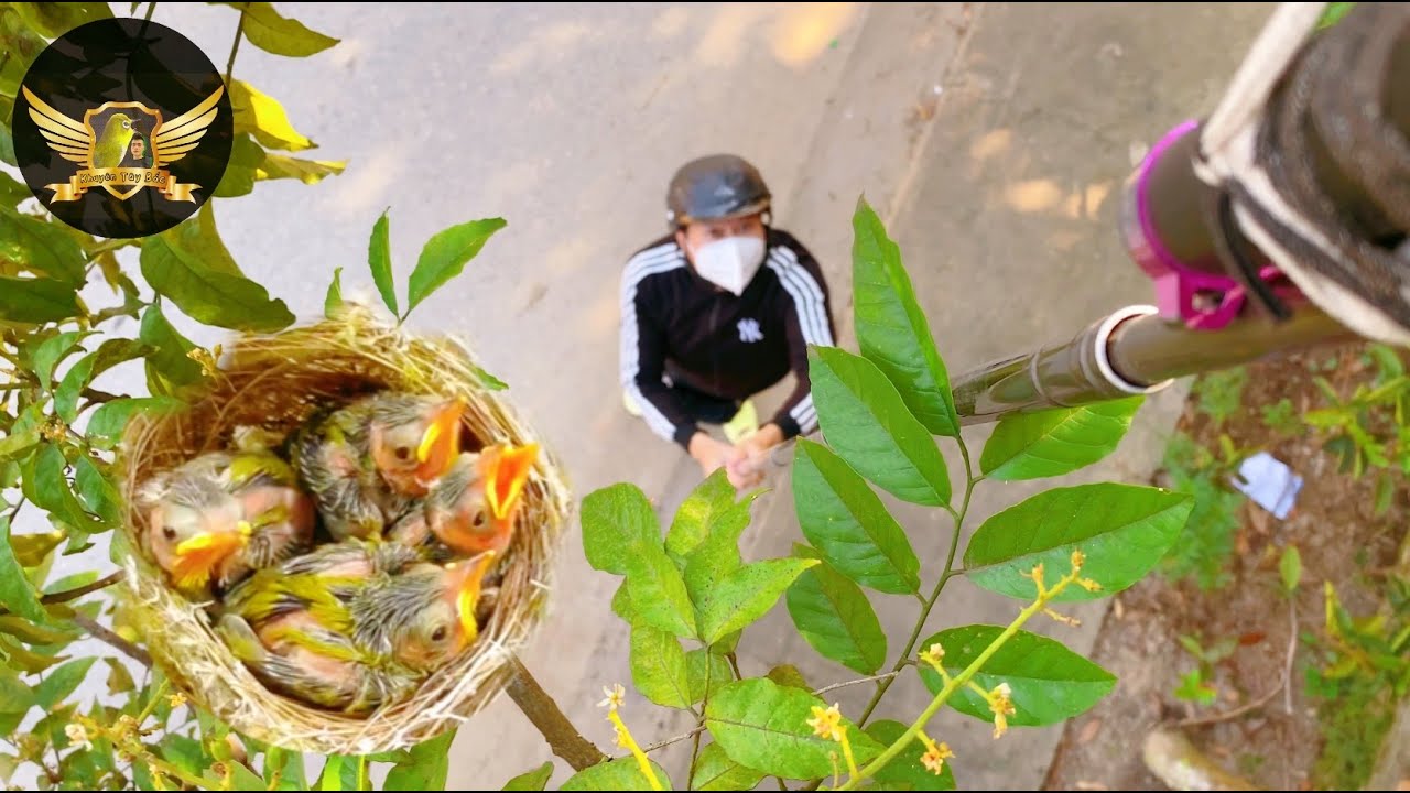 Нашел большое количество птичьих гнезд, наблюдая за пением птиц