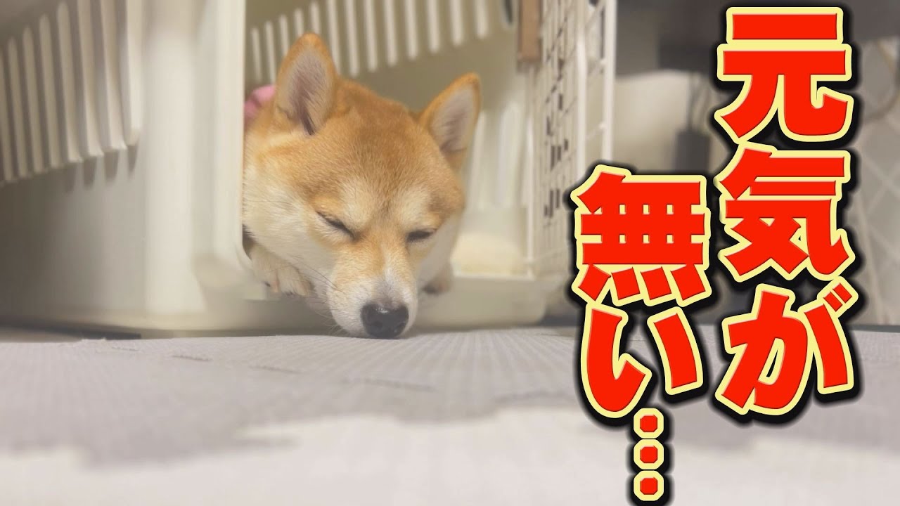 何かがおかしい…いつも元気な妹柴が動かない・・・