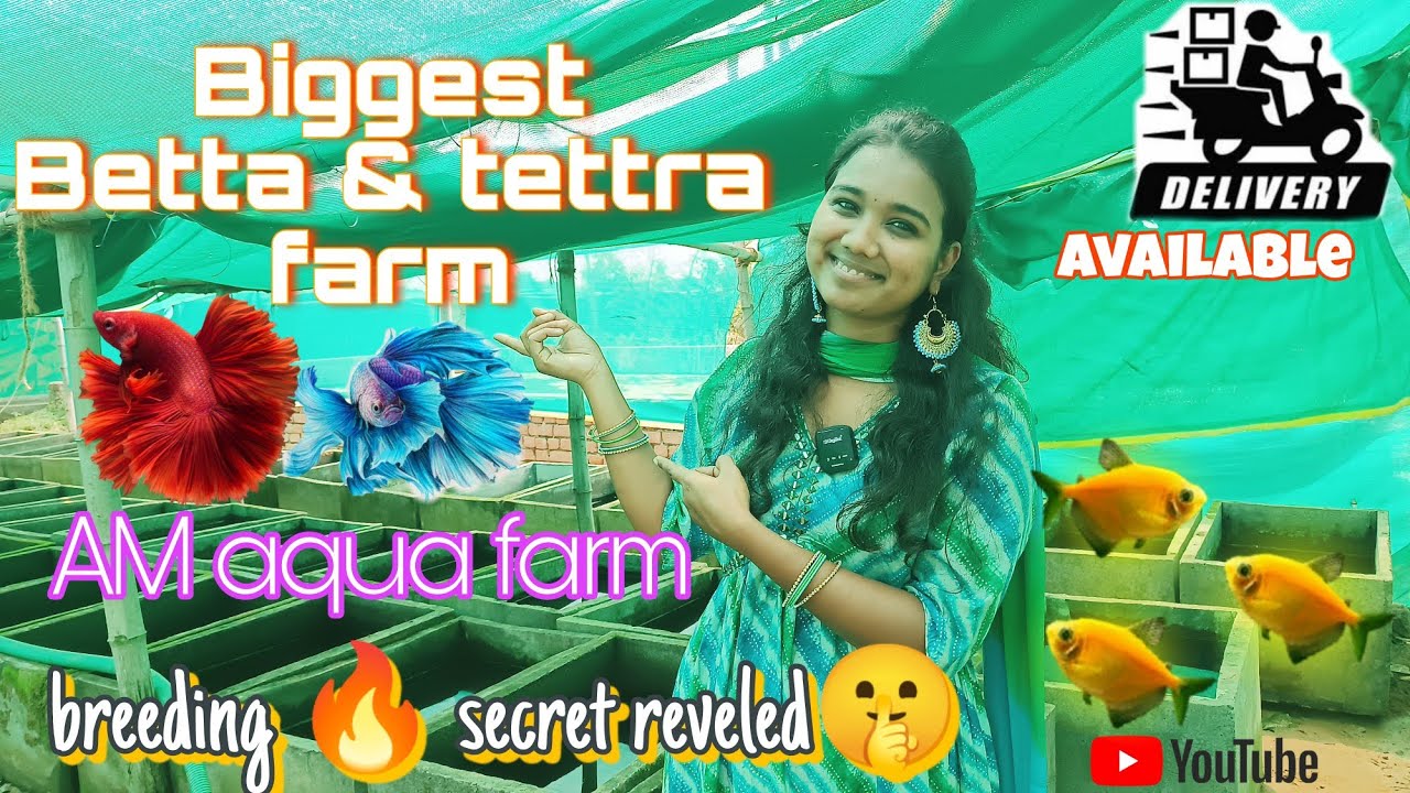 Biggest betta farm | breeding secret🤫 | AM aqua farm | kolathur chennai