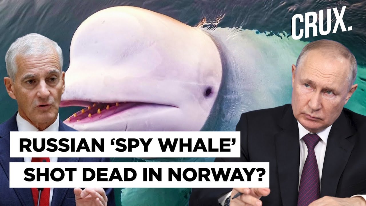 &lsquo;Russian Spy&rsquo; Whale Hvaldimir &lsquo;Shot Dead&rsquo;? Animal Rights Groups Say &lsquo;Can&rsquo;t Rule Out Criminal Act&rsquo;
