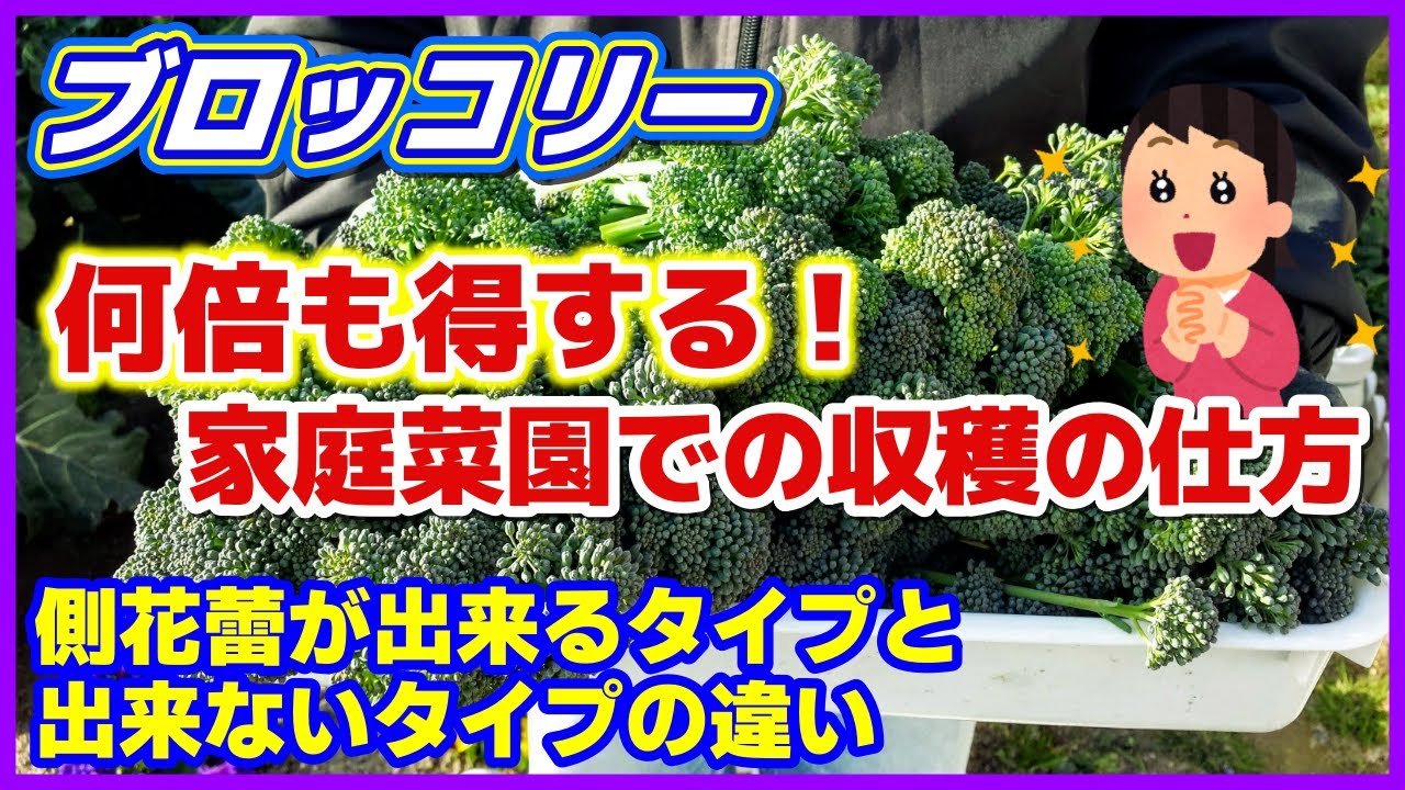 【ブロッコリー収穫】何も考えずに収穫すると大幅に損します！家庭菜園の収穫方法／品種による側花蕾が出来るタイプと出来ないタイプ／追肥の仕方／夢ひびき・ネオグリーン／ブロッコリー栽培