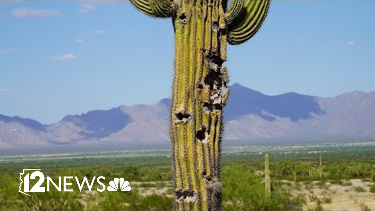 Mounting damage from recreational shooting could lead to changes in Sonoran Desert National Monument