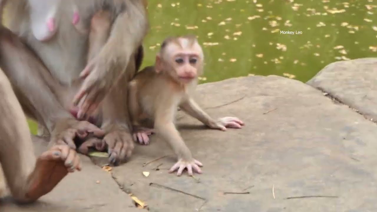 OMG...! God..He.lp/...What Happened on Baby Monkey Lily?...so adorable baby  lily.../... Monkey Leo.