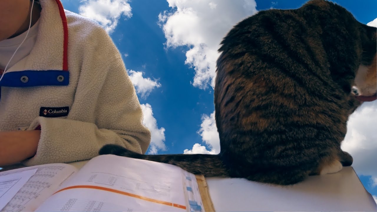 My Final Test Week (OR MY FINAL WEEK) – A Digital Diary