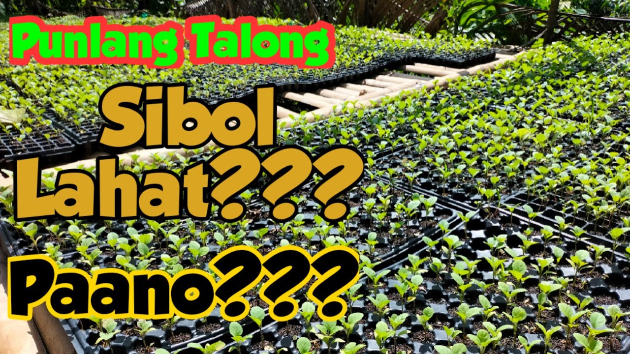 Complete Guide sa Pagpupunla ng Binhing Talong// Paano Magpunla ng Binhi ng Talong? #cmaagritv
