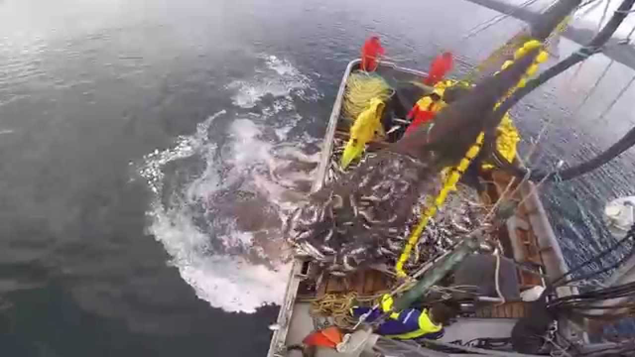 southeast Alaska purse seining F/V Lady Liv 2014