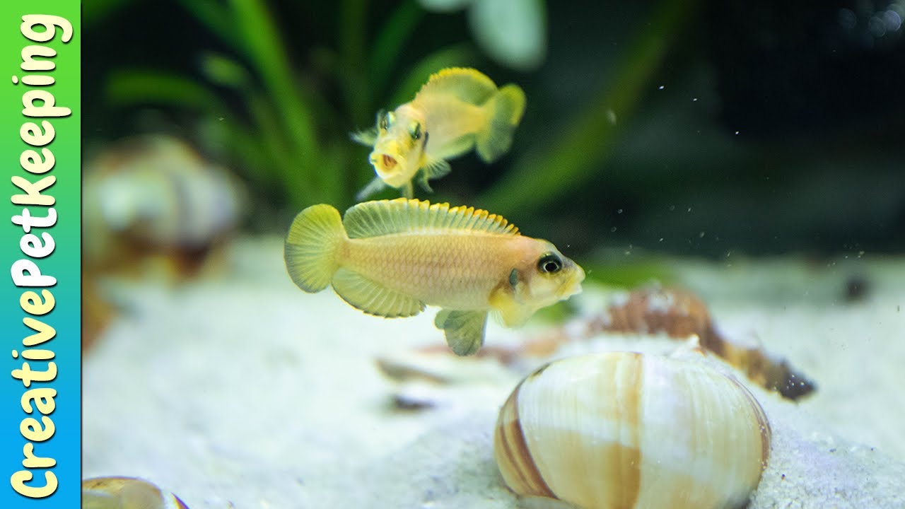 Shell Dwellers | My favorite nano fish (Neolamprologus multifasciatus & Lamprologus ocellatus gold)