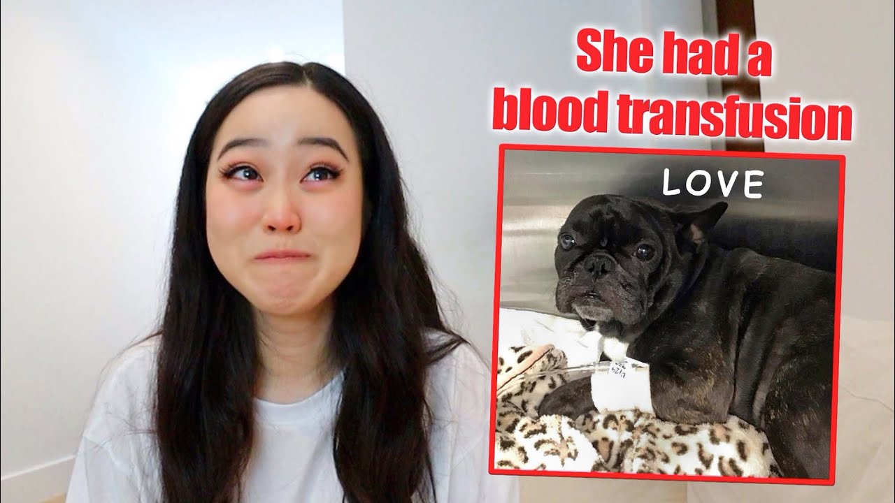 Updates on my dog