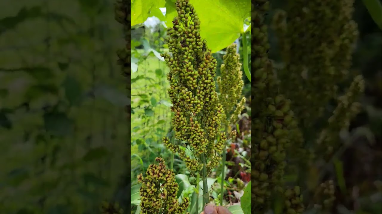 Sorghum plant in garden #harvesting #naturelovers  #sorghum #jonnaroti #jonnalu #agriculture #yt