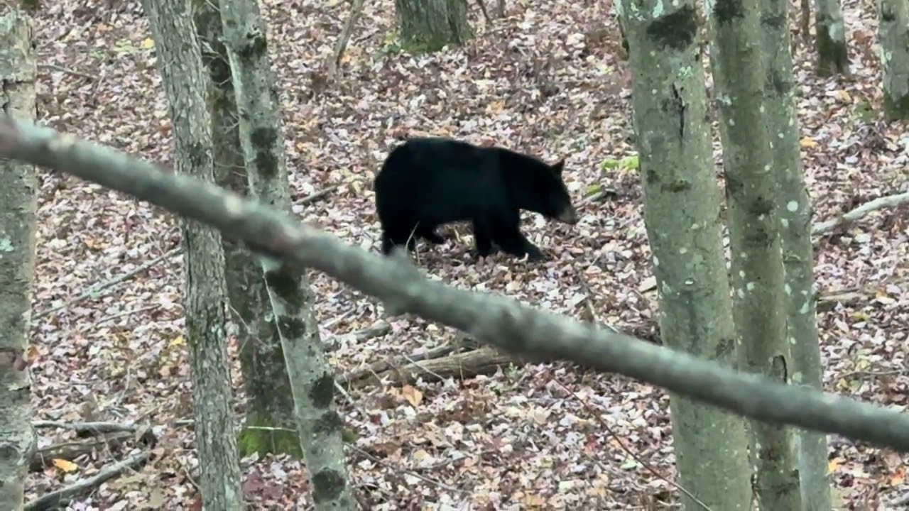 Pennsylvania Black Bear