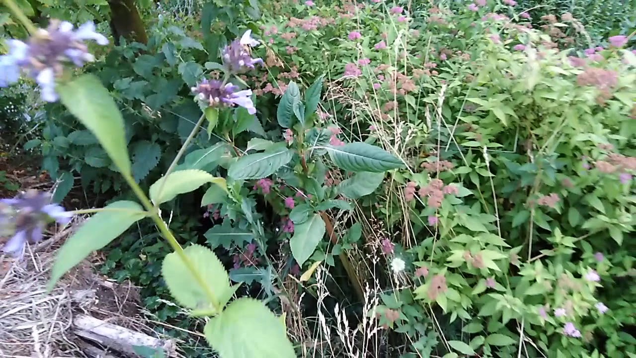 Trzmiel ogrodowy~(Bombus hortorum)