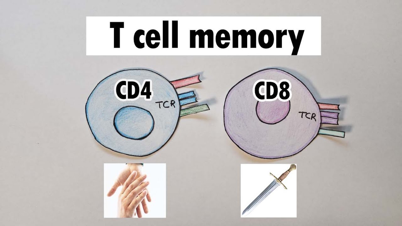 Т-клеточная память | Т-клеточная память CD4 и CD8