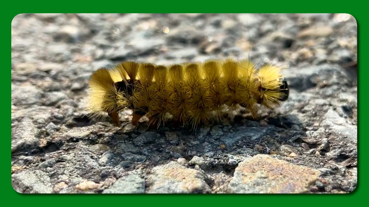Little Critters In My Neighbourhood