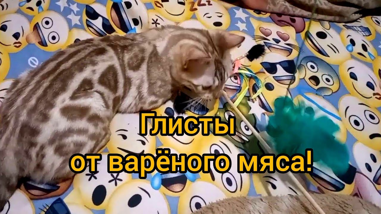 Глисты от сырого или варёного мяса? От куда в сухом корме гельминты. Пути заражения и профилактика.
