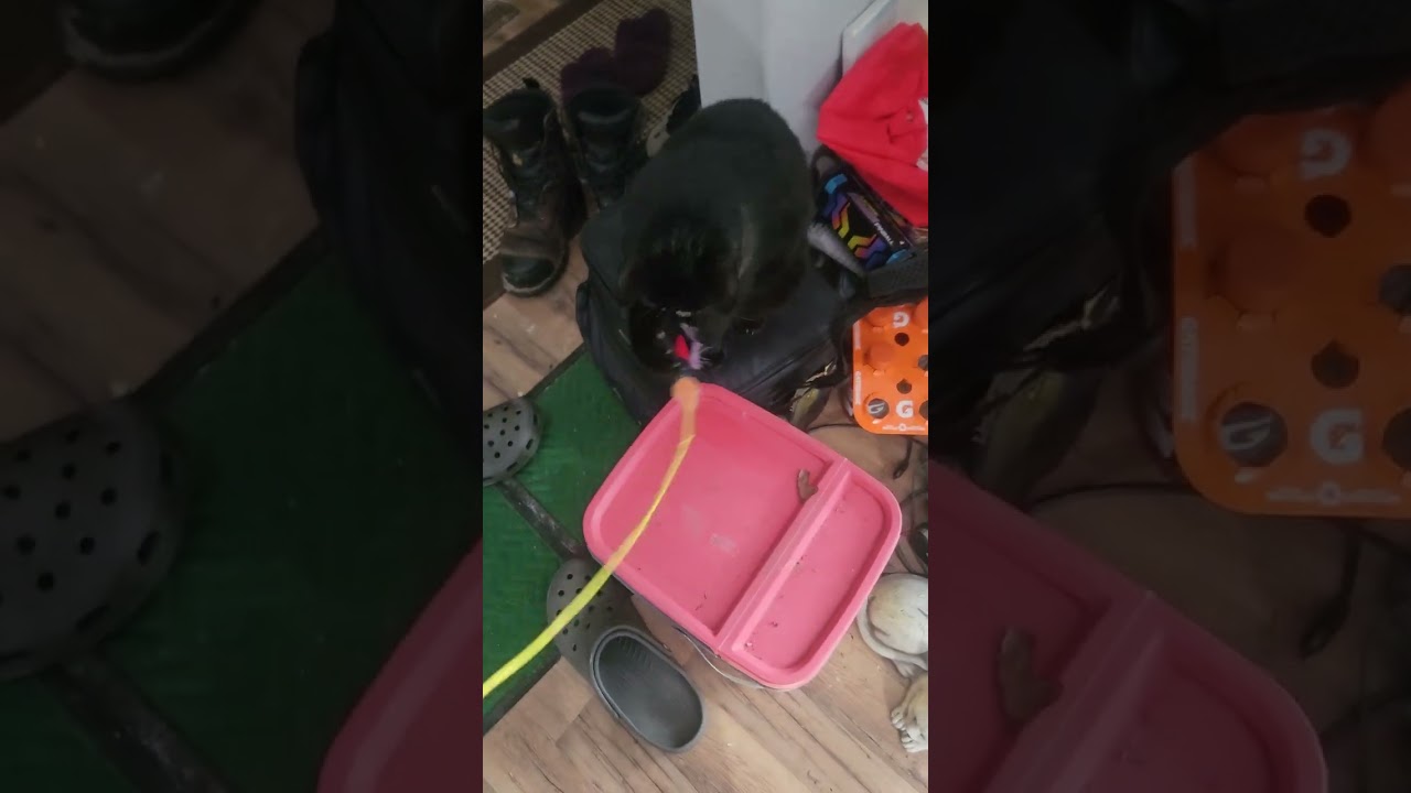 Miley and Nala and Midnight 💜🤗🦋🫶🐈‍⬛🐈‍⬛🐈‍⬛Feb 2nd 