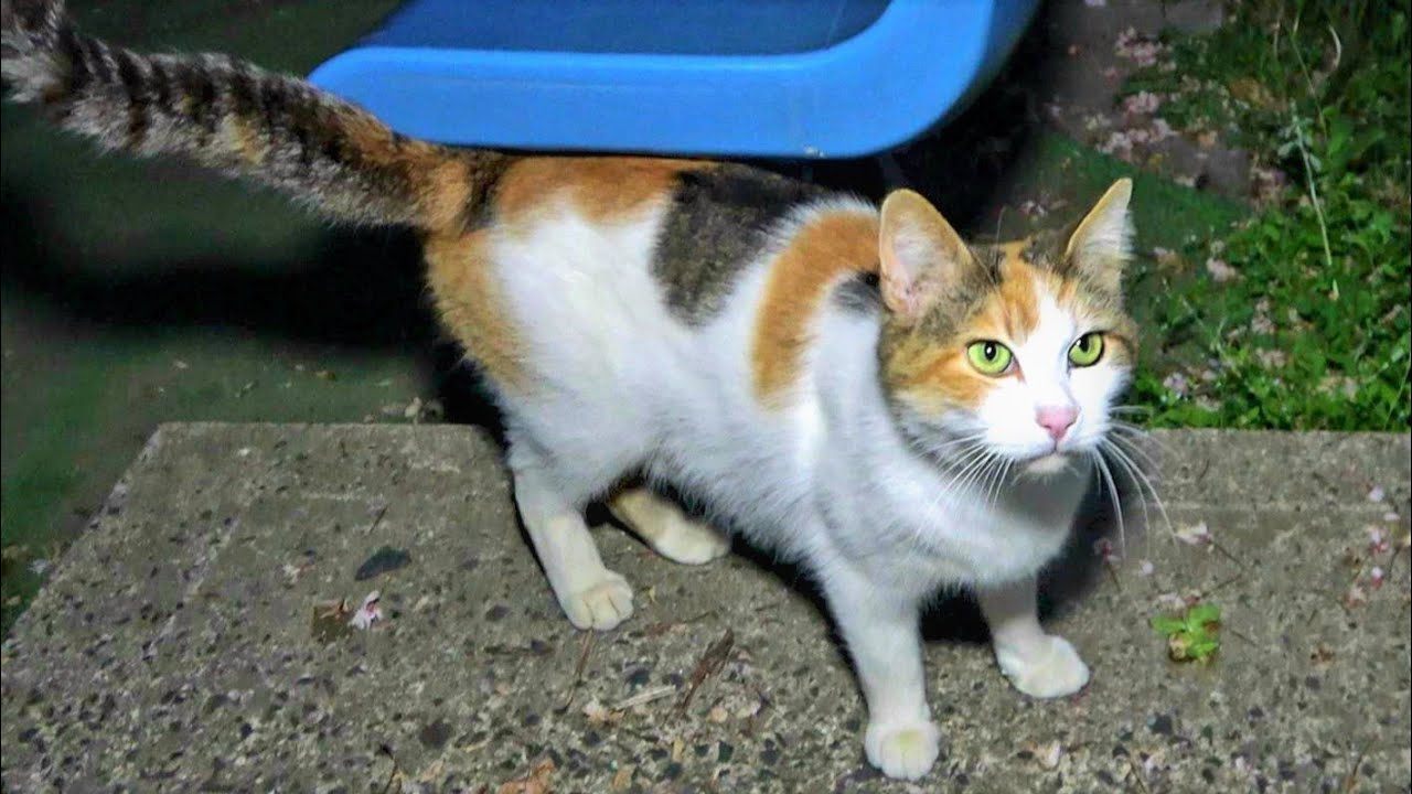 帰ろうとしたら三毛母猫が何故か追いかけてきたので少し様子を探ったら