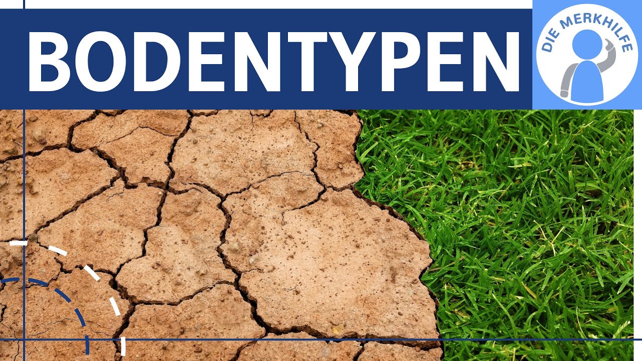 Bodentypen - Bodenhorizonte & Entstehung einfach erklärt - Braunerde, Podsol, Tschernosem, Ferralsol