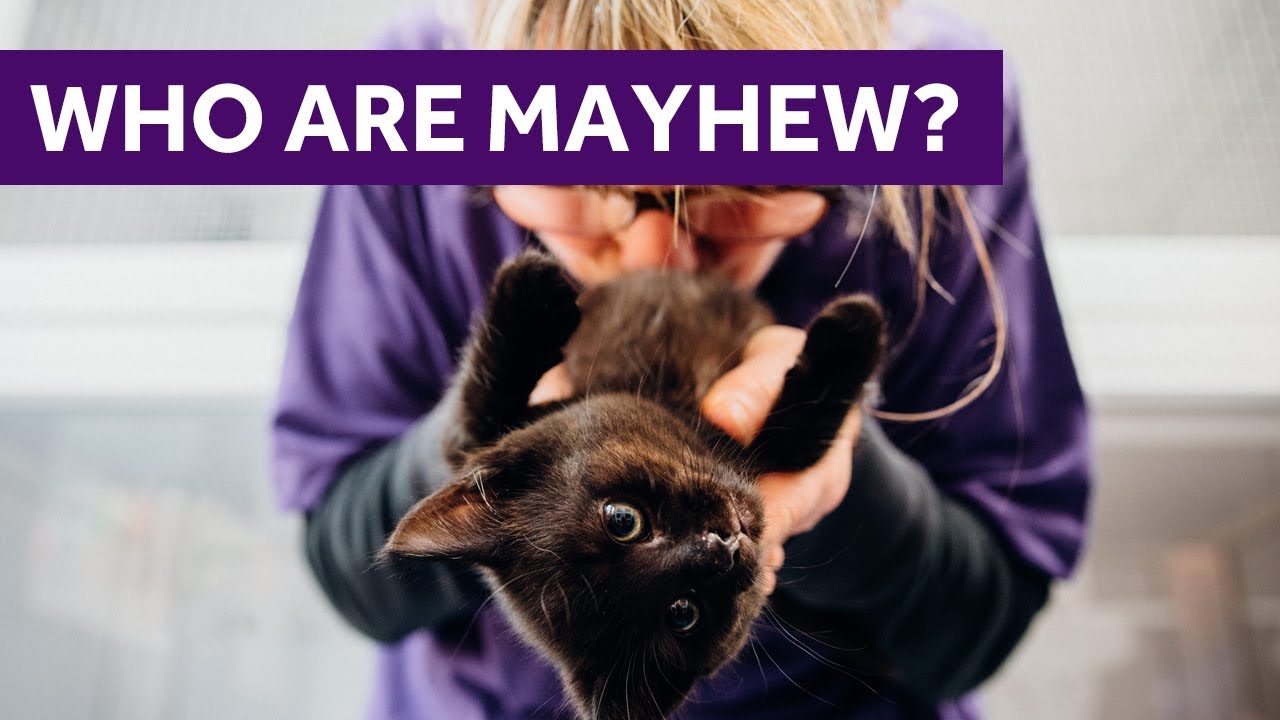 Who Are Mayhew? | Animal Welfare Charity