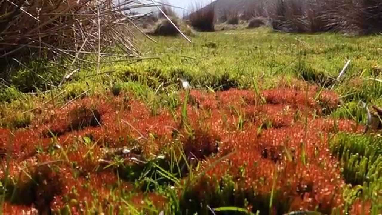 Bryum weigelii habitat (The Long Mynd, Shropshire)