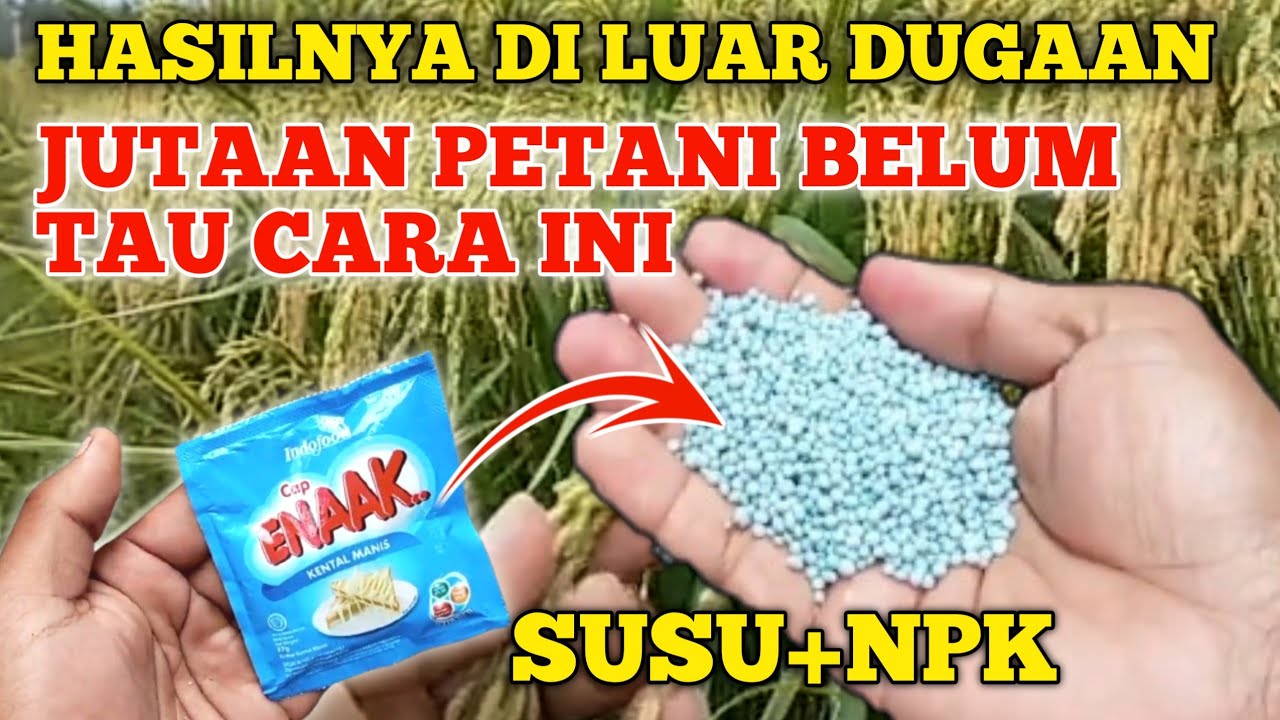 SEMUA PETANI BAHAGIA KALAU TAU INI..!! pupuk NPK cair untuk tanaman padi
