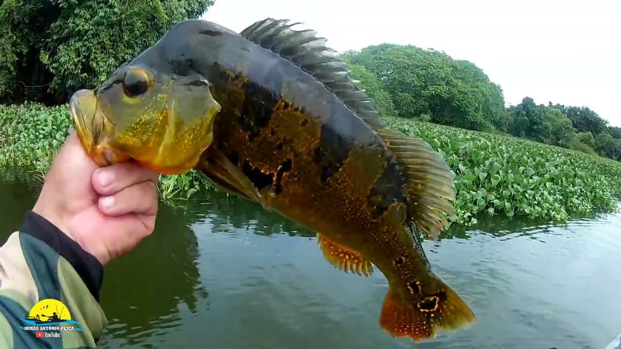 Veja como fazer uma boa pescaria em pouco tempo !!!!