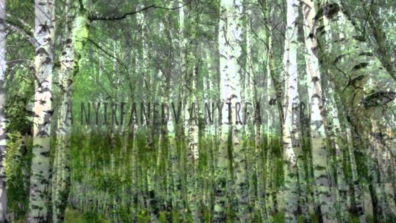 Ny&iacute;rfa 
