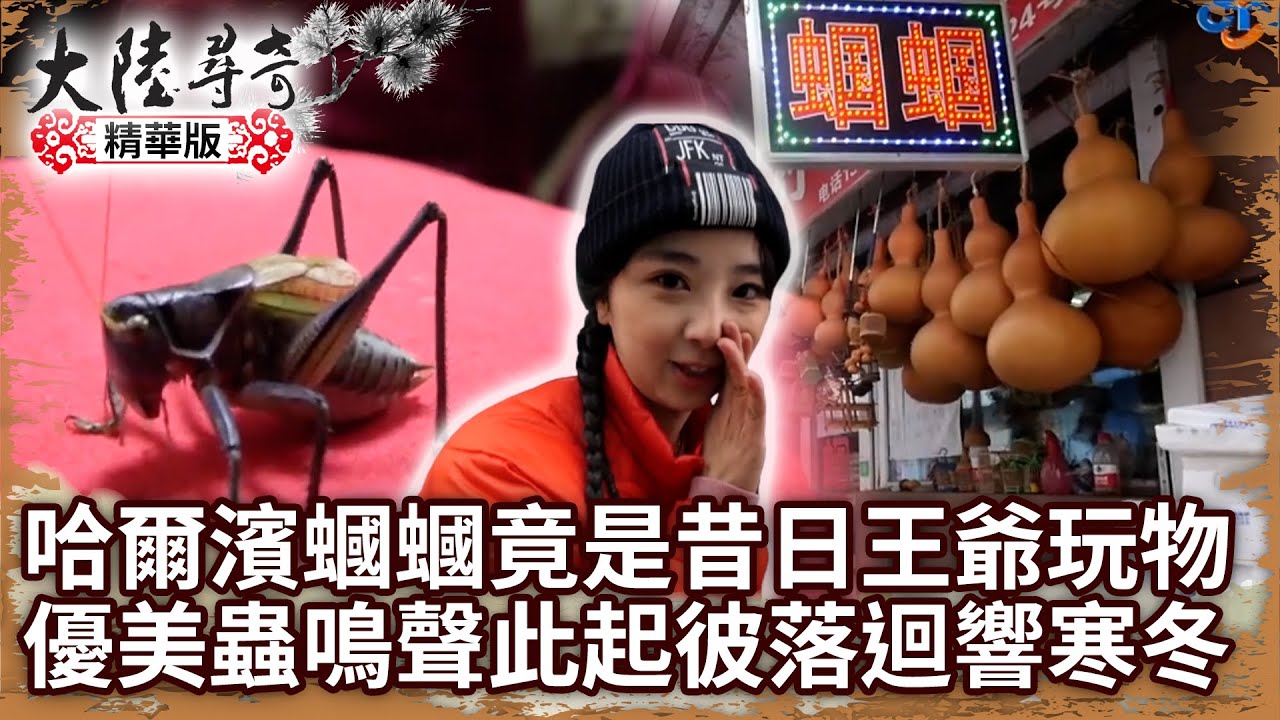 哈爾濱「蟈蟈」竟是昔日王爺玩物？ 優美蟲鳴聲此起彼落迴響寒冬【@ctvchinatv EP1908】
