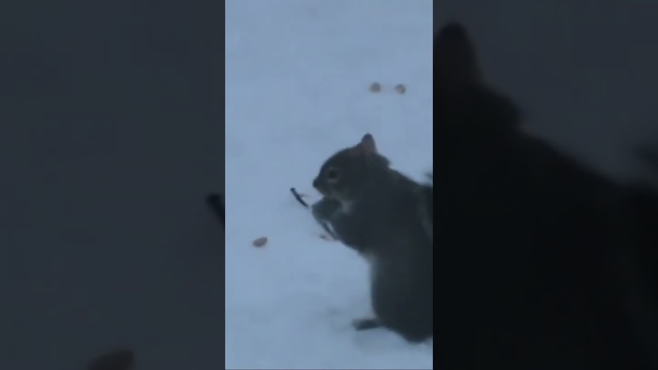 #squirrel close up of silver tail eating