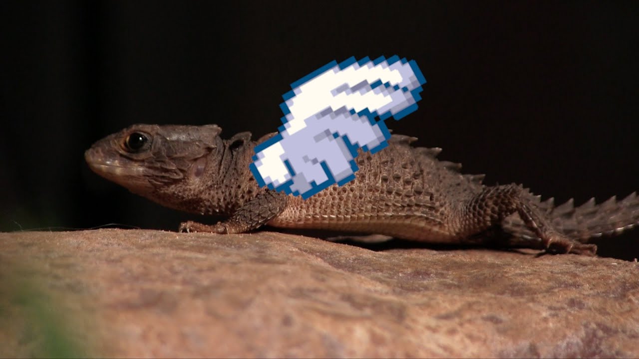 Portrait du Scinque crocodile (Tribolonotus novaeguineae)
