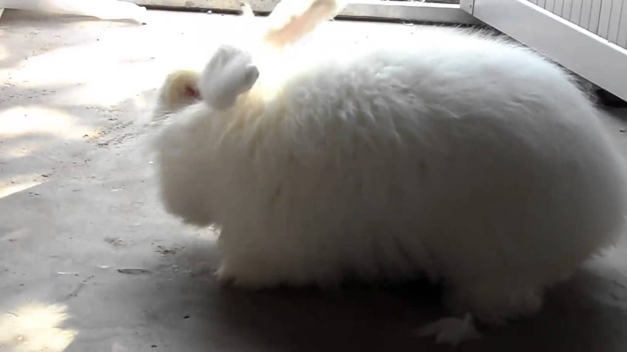 How do workers in China shear angora rabbits fur 安哥拉兔毛收割啦~~