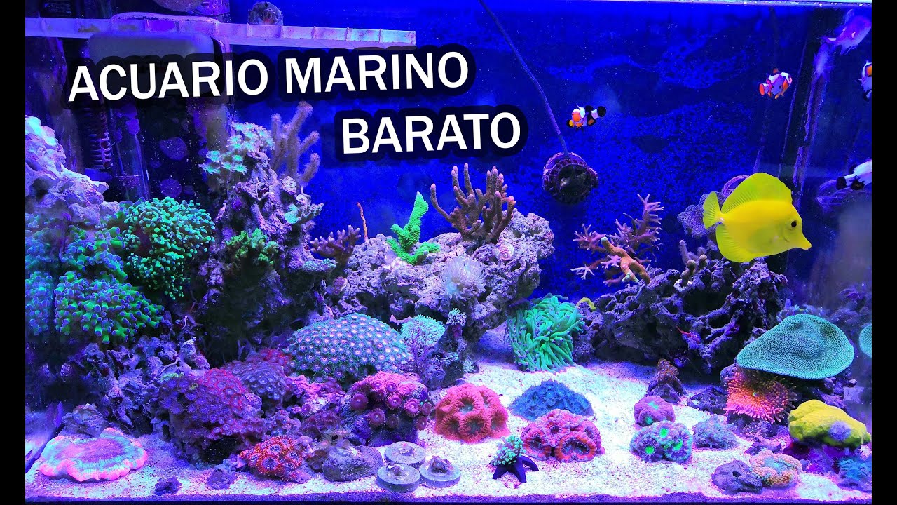 Acuario Marino Barato - Ep. 01