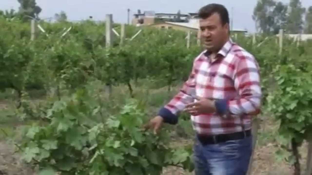 جالاکی بەشی باخداری توێژینەوەی کشتوکالی هەولێر