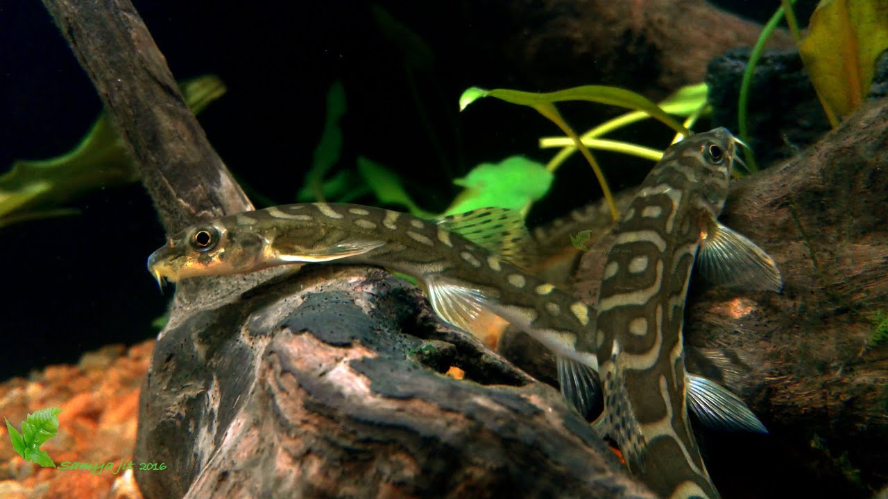 Mesonoemacheilus triangularis(Zodiac Loach)