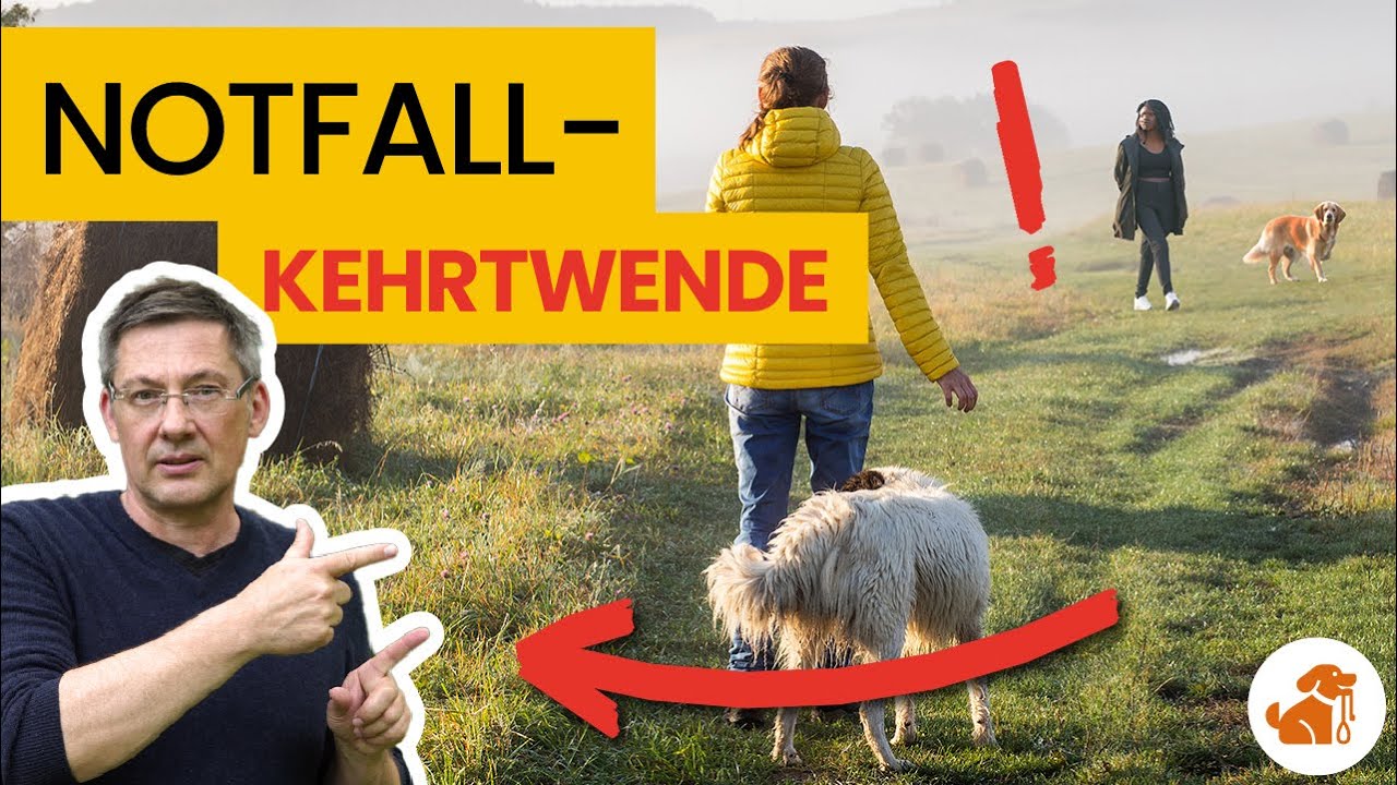 Eskalierenden Hundebegegnungen schnell & sicher entkommen - mit diesem Trick!