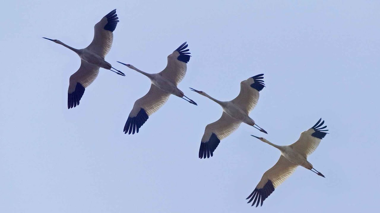 Заповедник перелетных птиц. Долина Хула.Израиль/Hula Nature Reserve