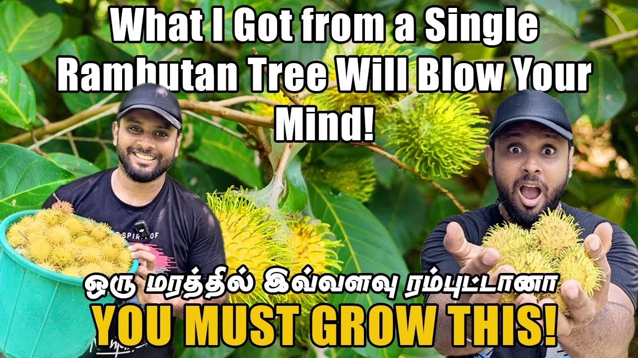 What Happens When You Plant a Rambutan Tree? WATCH THIS ! Rambutan Harvest | 15kg from One Tree