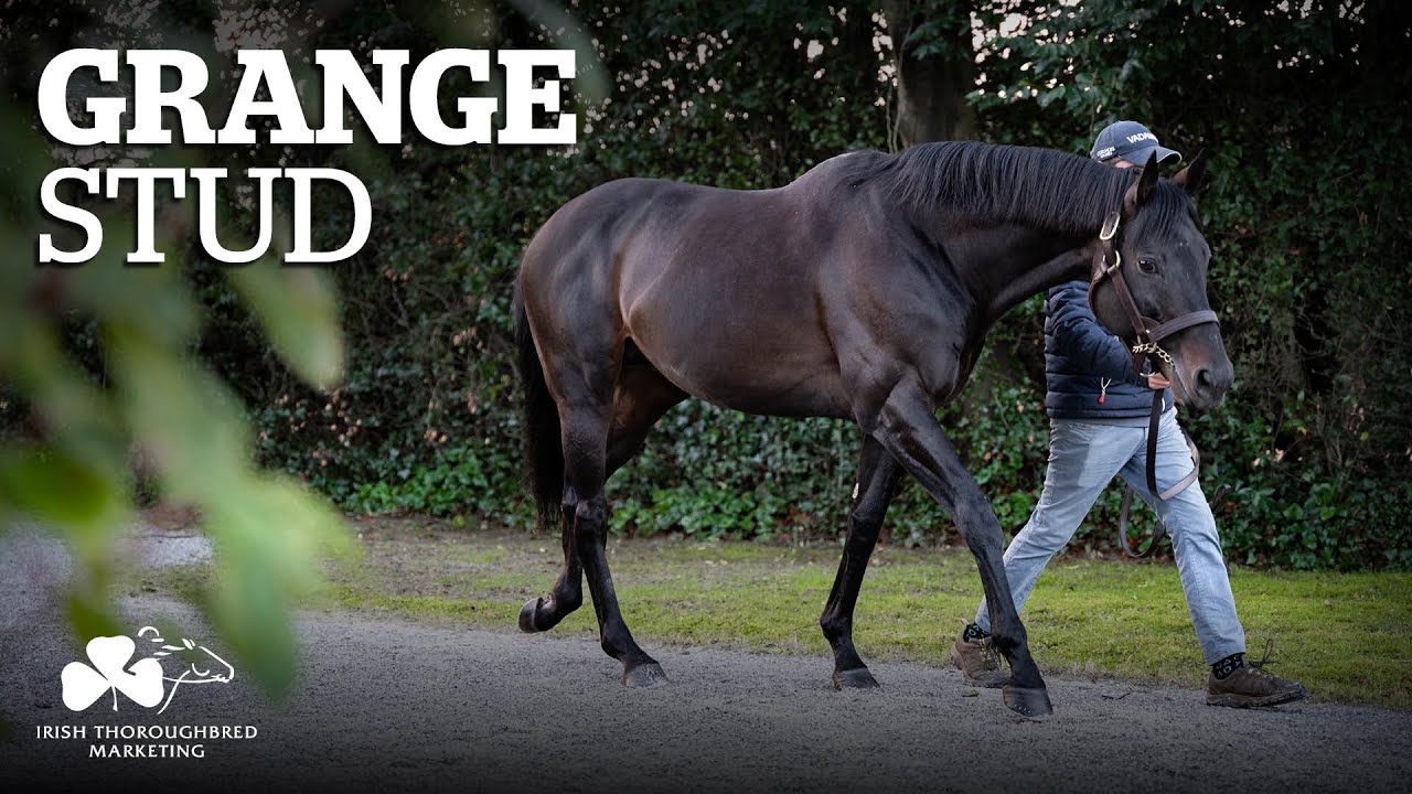 WORLD-BEATING bloodlines at historic GRANGE STUD