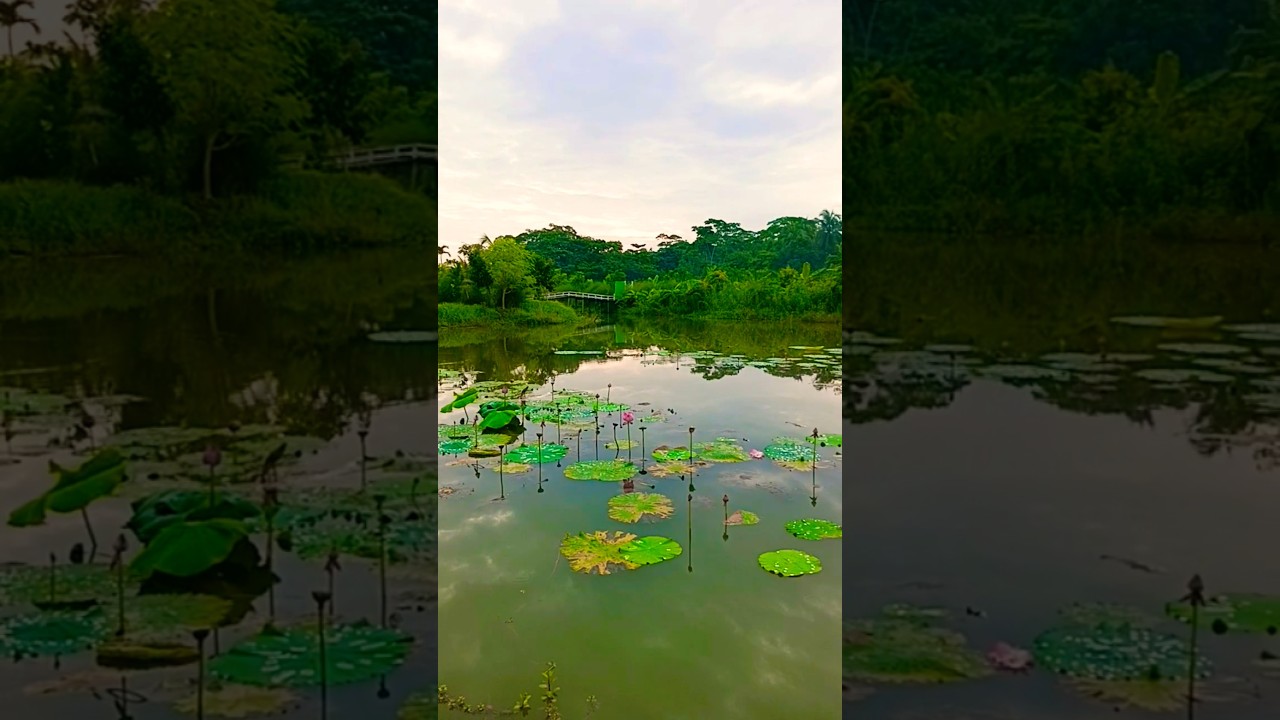 Nature #shorts #shortsfeed #malam17 #nature #naturelovers #naturephotography #natural