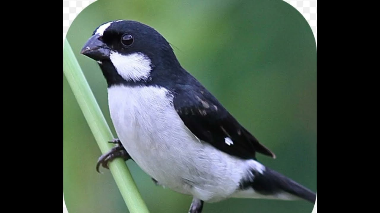 Encarte para bigodinho Pássaro bigodinho bigodeiro 