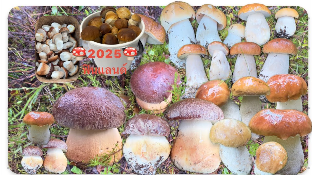 🍄EP#1️⃣เก็บเห็ดผึ้งหวานแรกของปี 2025 เห็ดออกเต็มป่า สุดๆมากป่านี้ ห้ามพลาดกันจ้าคลิปนี้ 