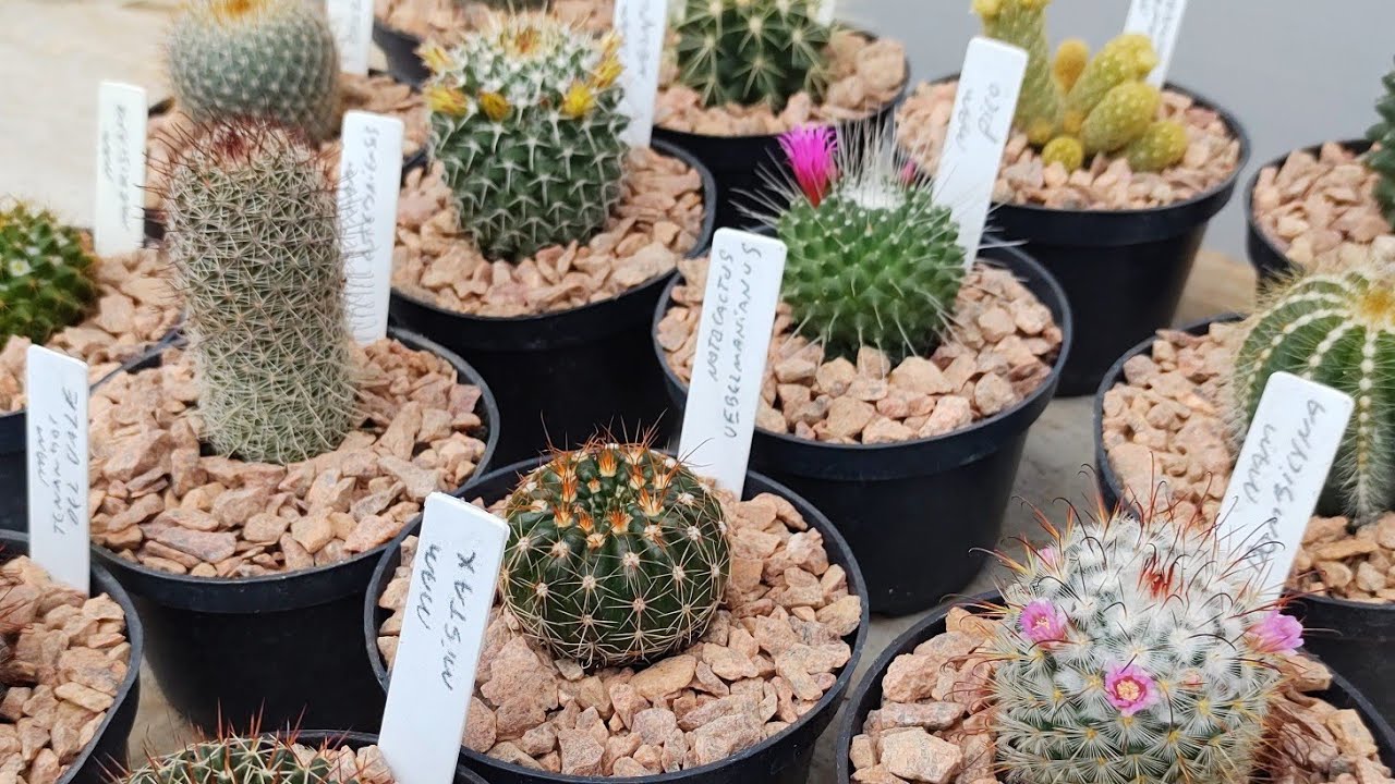 Conhecendo 15 espécies e suas florações e identificações #cactus #cactos
