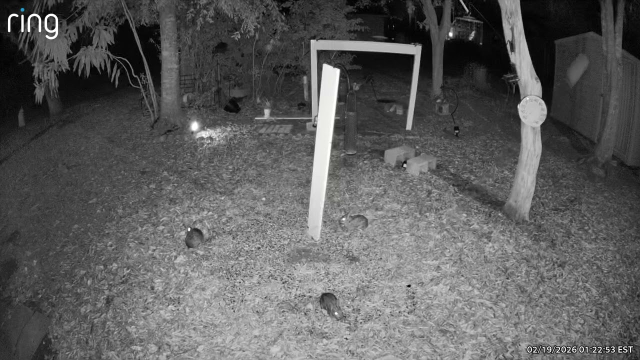 3 WABBITS EATING 2-19-26