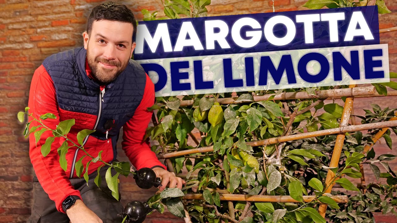 CREO piante di 🍋LIMONE🍋 con pochi euro