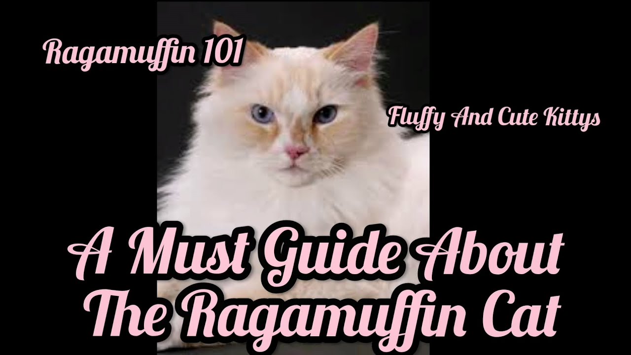 RAGAMUFFIN 101 | All About The Ragamuffin Cat | A Guide For You