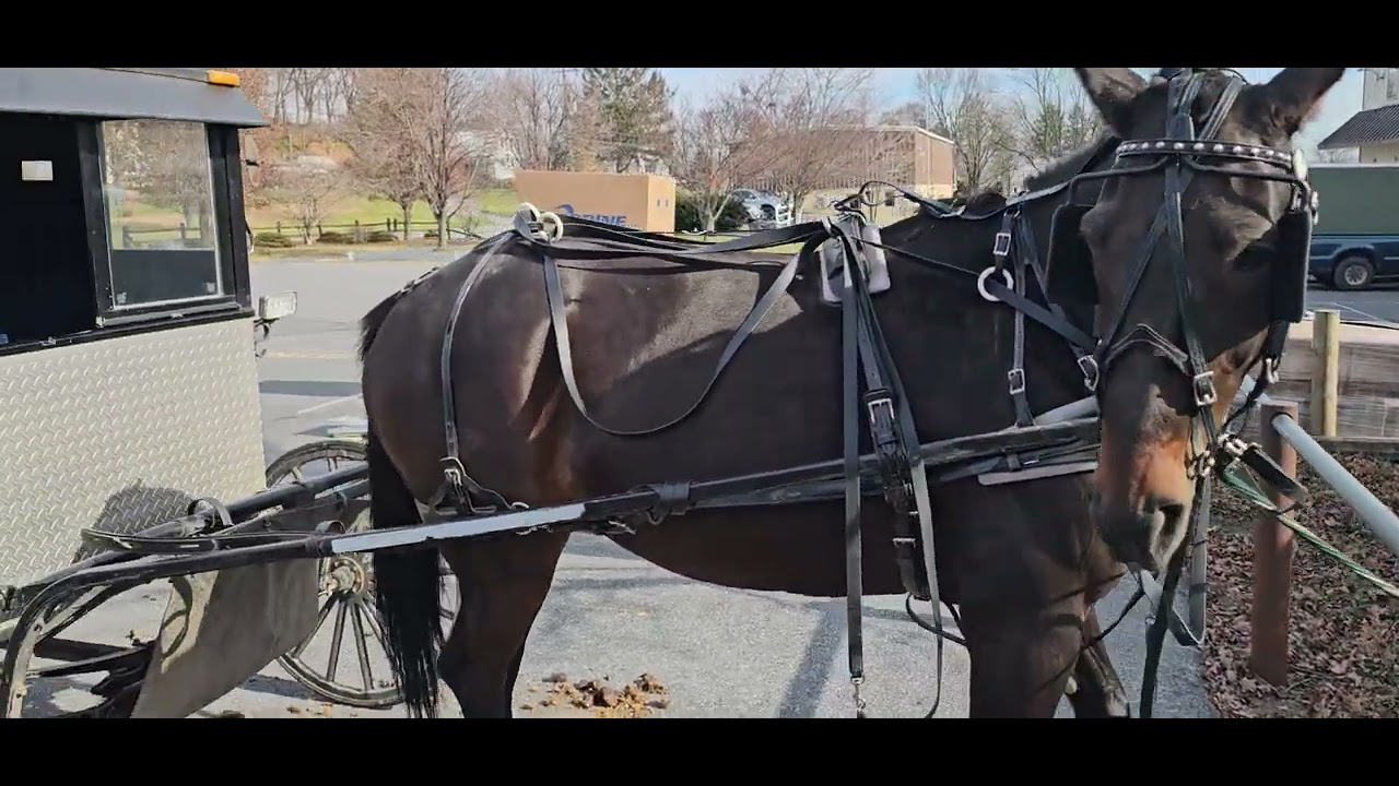 Modern Technology Meets Traditional Amish Transportation!