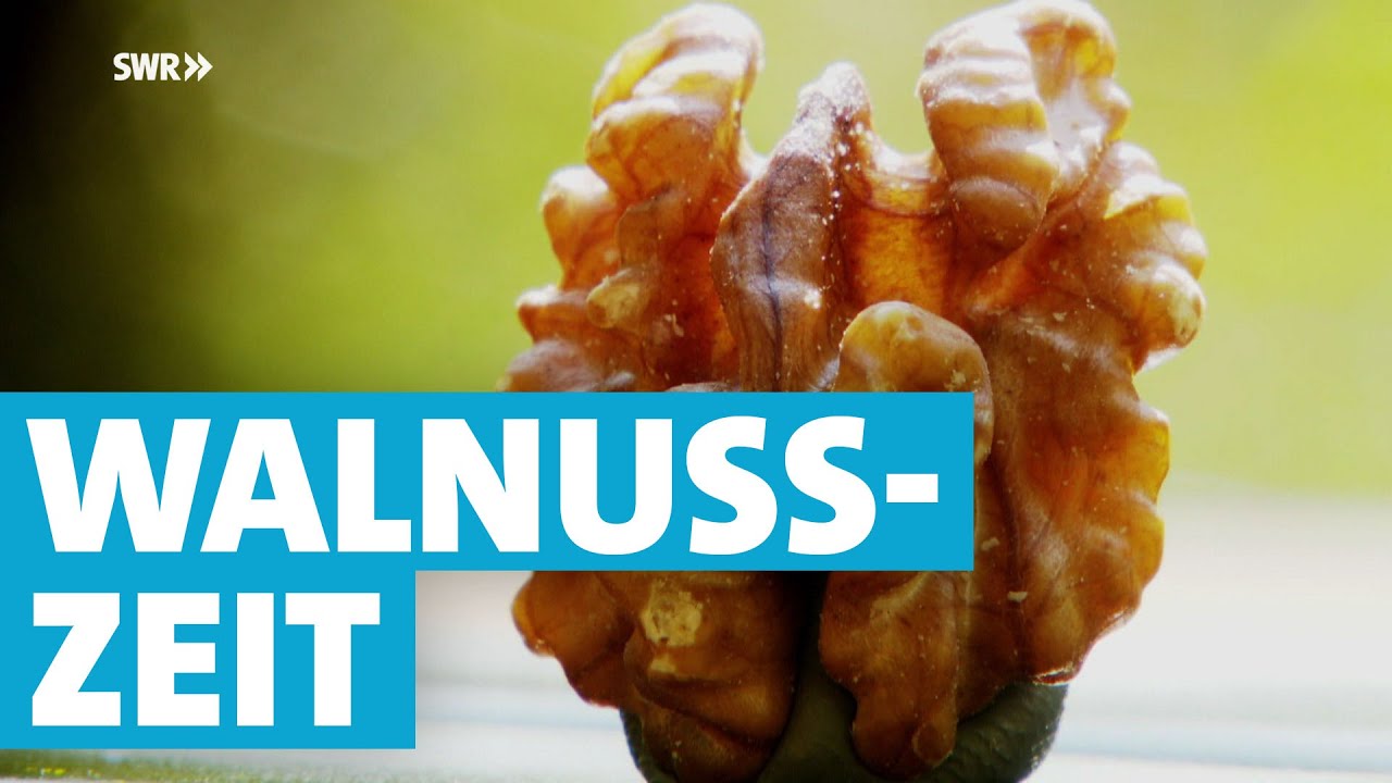 Walnüsse – vielseitig und gesund