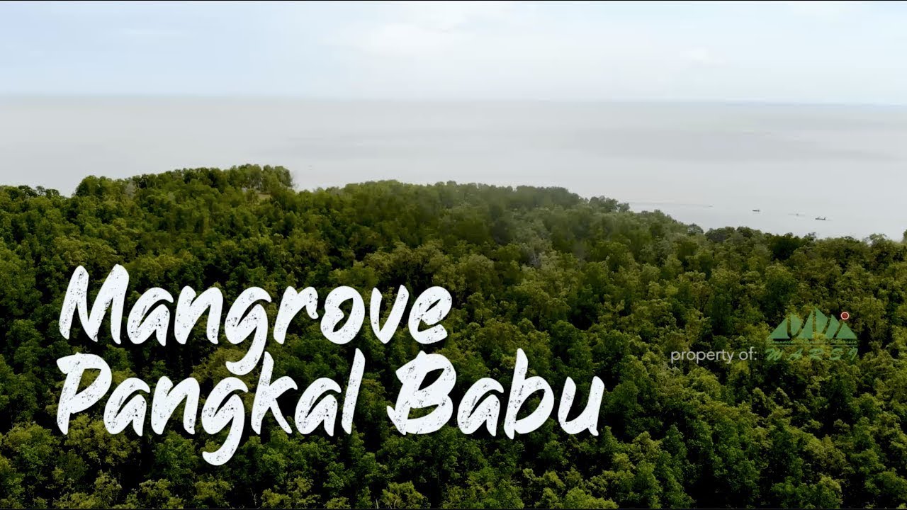 PESONA HUTAN MANGROVE PANGKAL BABU DI TANJUNG JABUNG BARAT