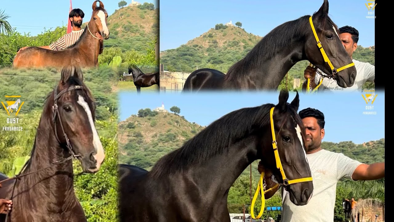 पुष्कर में पुष्कर के घोड़ो की कैसी चल रही है तैयारी जीत की ! #pushkarfair2025