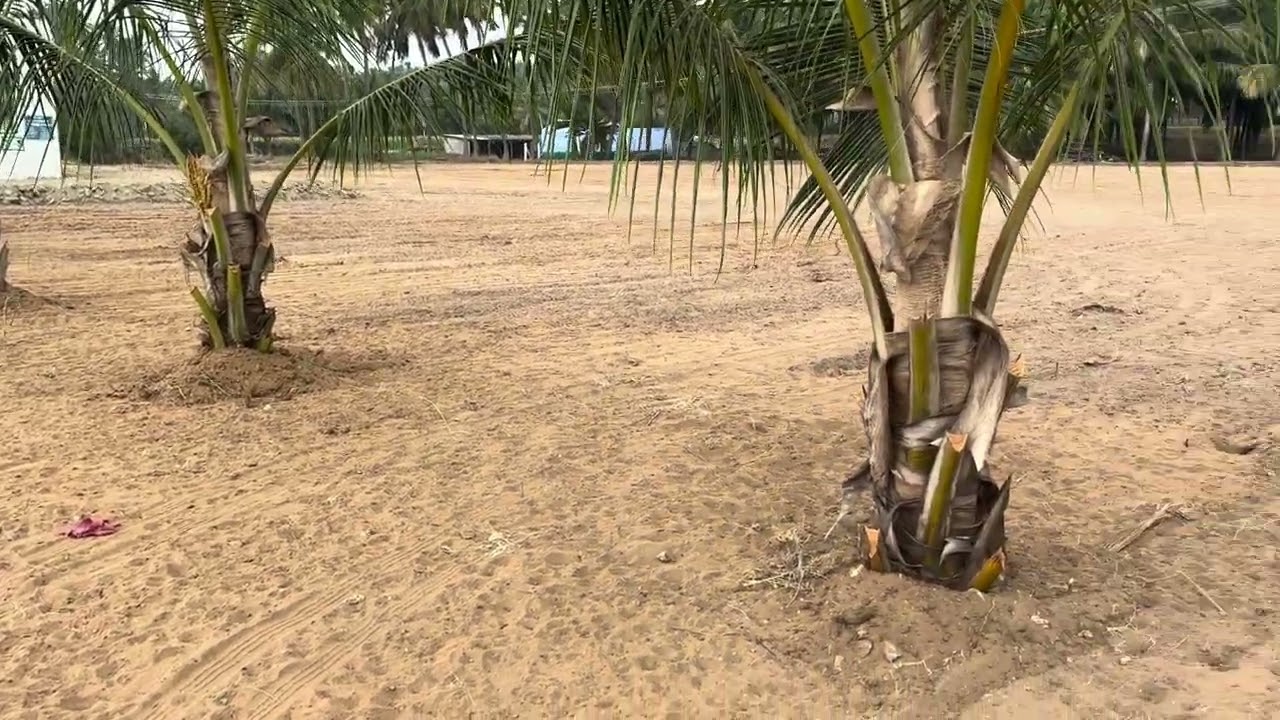 🏡 அதிக வீடுகள் கொண்ட பகுதியில்  1.05  சென்ட் அழகிய செம்மண் பூமி | பார்ம் house 🏠 மற்றும் தென்னை மரம்
