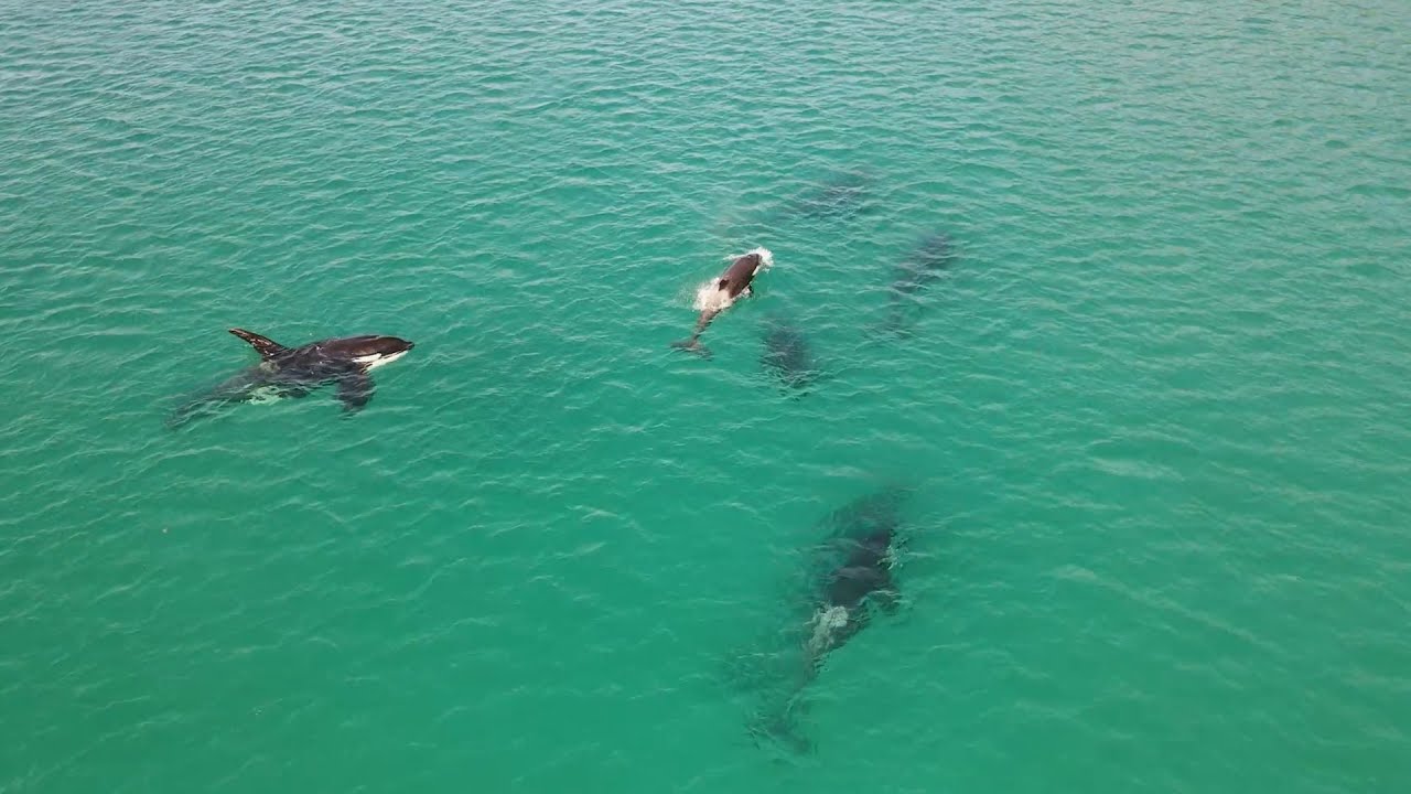 Orcas foram avistadas caçando e brincando na Prainha, em Arraial do Cabo || portalmultiplix.com